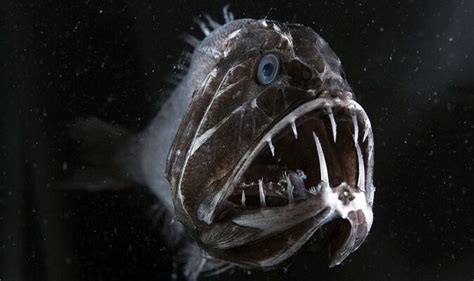 7 Animais Mais Assustadores Dos Oceanos Fatos Desconhecidos