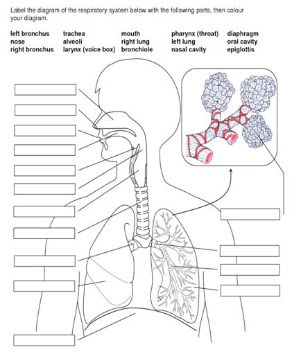 Diagram Label The Parts Of The Respiratory System Wiring Diagram The Best Porn Website