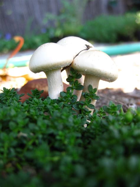 Mushrooms Meg Flickr