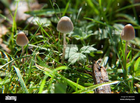 Magic Mushroom Psilocybe Semilanceata Also Known As Liberty Cap