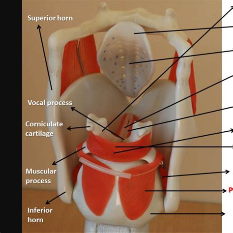 Intrinsic Laryngeal Muscles Diagram Quizlet