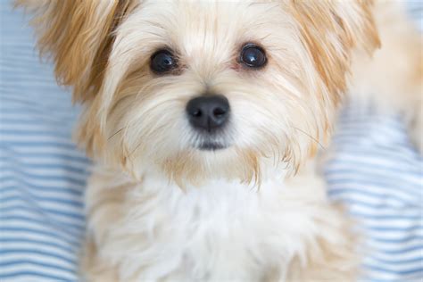 Maltese Yorkie Mix Morkie Puppies Yorkshire Terrier Puppies Maltipoo