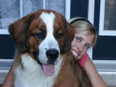 Saint Bernese (Saint Bernard X Bernese Mountain Dog ...