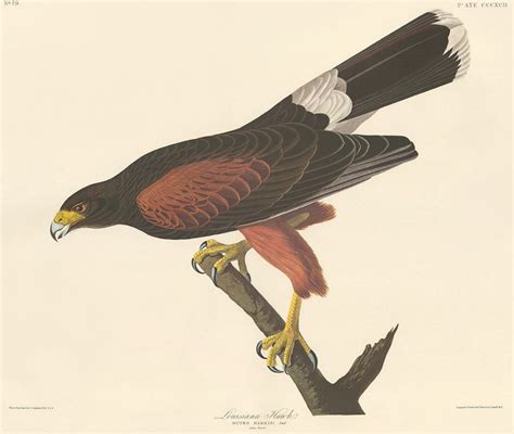 Harriss Hawk John James Audubon