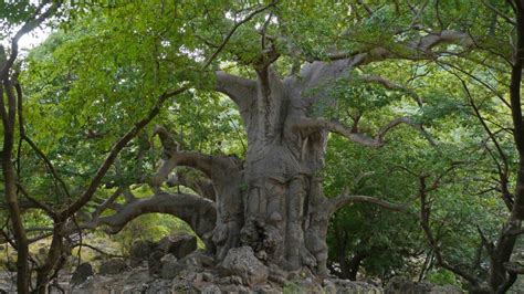 Trek Do Jeskyně Tayq A V Lese Baobabů Takamul Travel Salalah