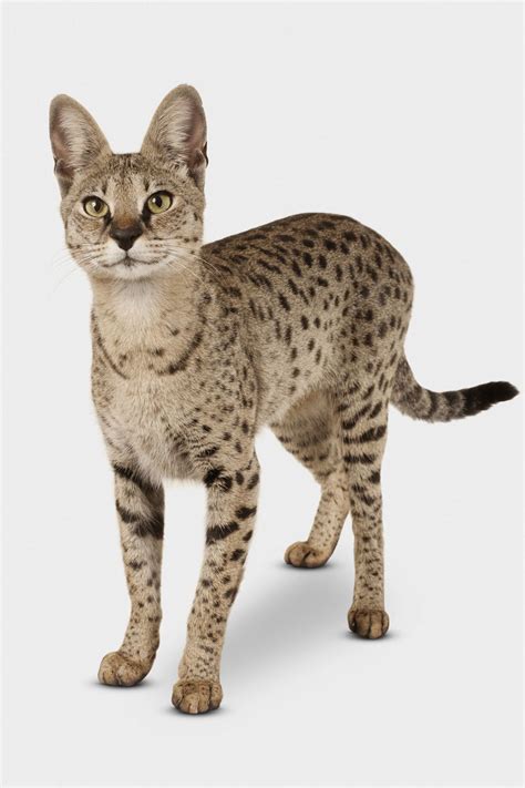 7 Hybrid Cat Breed Profiles