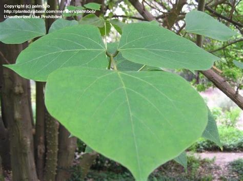 Plantfiles Pictures Erythrina Species Coral Tree Erythrina