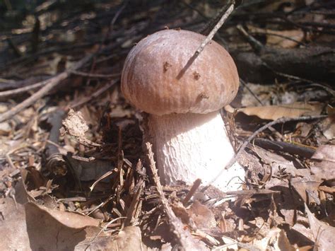 Grzyby trujące, rośliny trujące, owoce trujące przeczytaj ostrzeżenie dotyczące informacji medycznych i pokrewnych zamieszczonych w wikipedii. grzyby fungi of Poland mushrooms grzyby jadalne grzyby ...