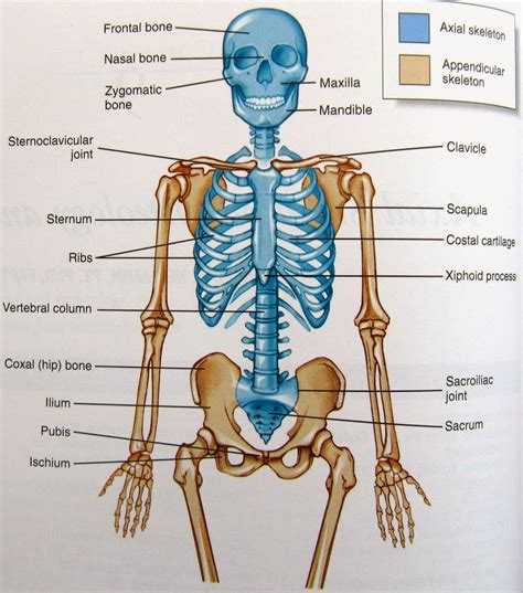 Skeleton Labelled Bones