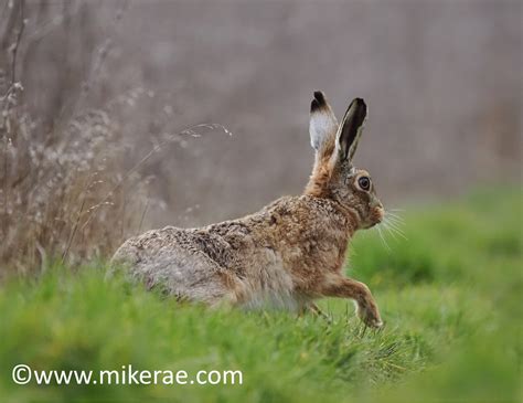 Brown Hare Out Of Bird Mix March Suffolk Lepus Europaeus Flickr
