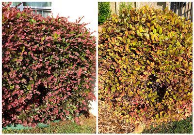 These pests inject their toxic saliva into plant leaves and can kill young tomato plants.the leaves of affected. "My loropetalums are turning splotchy and yellow. What can ...