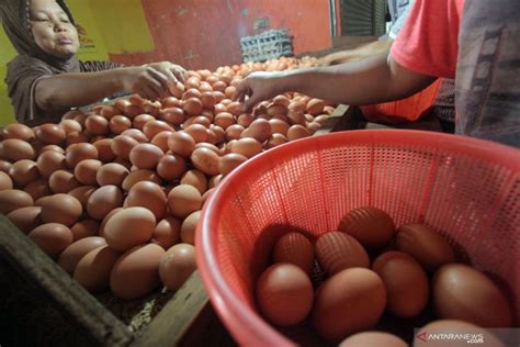 Realisasi info harga telur ras ayam hari ini senin 16 agustus 2021 di . Harga telur ayam ras di Piru bertahan - ANTARA News Ambon ...