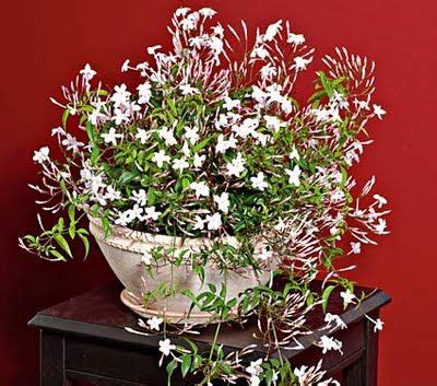 Plants indoor flowers jasmine villegas 30 plant/pack balcony potted jasmine flower plant easy to plant plant seasons sowing flowers. 40 best images about Jasmine arrangement - Jazmin on ...