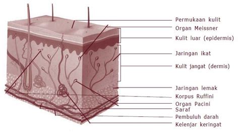 Materi sistem akuntansi ini meliputi pengertian, fungsi, contoh soal dan jawaban atas jurnal penjualan (sales journal) jurnal penerimaan kas. Bagian-bagian Kulit Dan Fungsinya Sebagai Indra Peraba ...