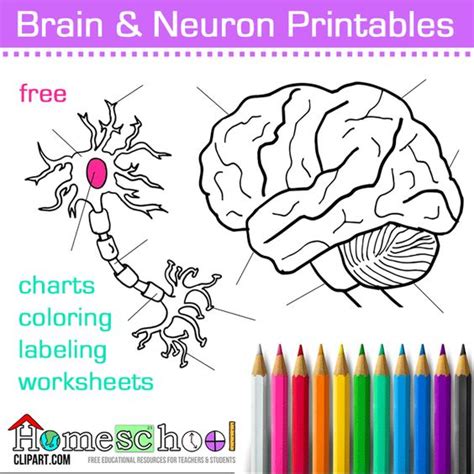 Download Human Brain and Neuron Coloring Pages, Labeling Worksheets, Charts and Notebooking Pages. Great ...