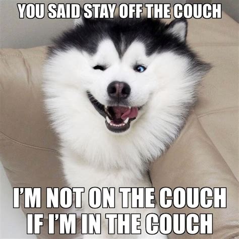Pin By Mark Deavult On Husky Memes Funny Pictures Cant Stop Laughing