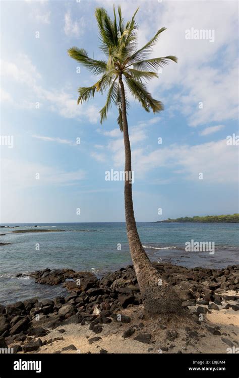 Single Coconut Tree With Coconut 10 Different Types Of Coconuts