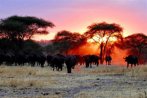 Tanzania Wildlife Safari Tours Tanganyika Travels