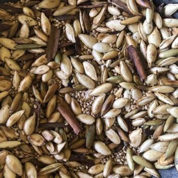 Unlike sunflower seeds, whose outer shell you must remove before eating, you can just pop 'em in your mouth and eat 'em whole. Receta del fresco de pepita de ayote de Zacapa, Guatemala | Aprende Guatemala.com