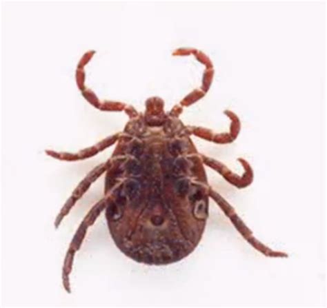 Tick Bites On Humans Images Symptoms Causes Treatment Hubpages