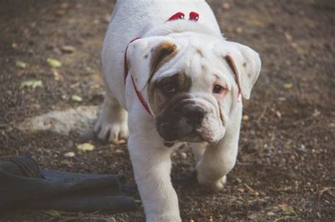 English Bulldog Training Tips Canna Pet®