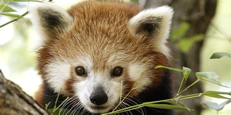 Adopt A Red Panda Smithsonians National Zoo