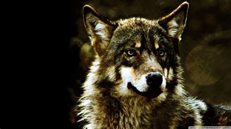 Hd wolf wallpapers there are few creatures more fearsome and mighty than the wolf, and there's no better place to find a wolf wallpaper than unsplash. Wolf Wallpapers 1920x1080 - Wallpaper Cave