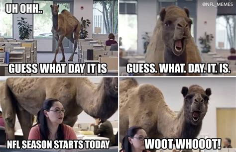 nfl memes fun fact this camel has more humps than the facebook