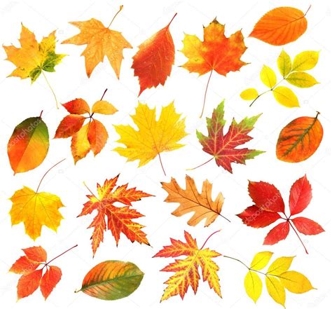 Autumn Leaves Collage Isolated On White — Stock Photo © Belchonock