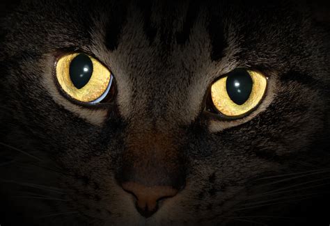 Why Do Cats Eyes Glow In The Dark Catipilla