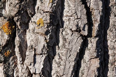 Shed Bark Bast Tree Bark Old Poplar Brown Poplar 20 Inch By 30 Inch