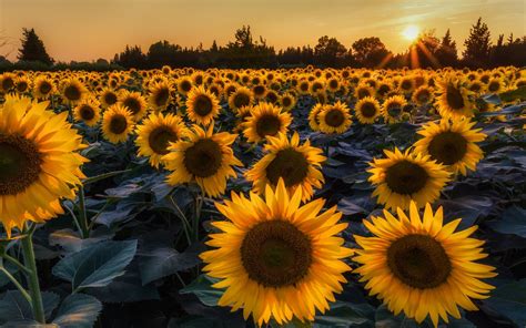 Fondo De Pantalla Girasol Pc Tumblr Sunflower Sunset By Andreas Jones