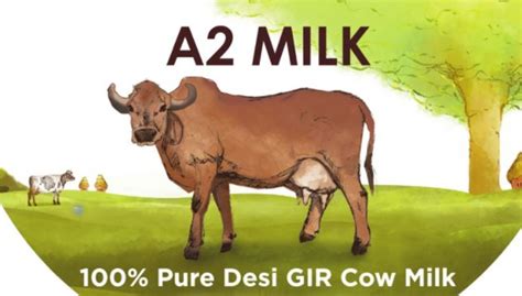 Amazing Health Benefits Of A2 Cow Milk Excelebiz