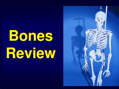 Ppt Bones Review Powerpoint Presentation Free Download Id375184