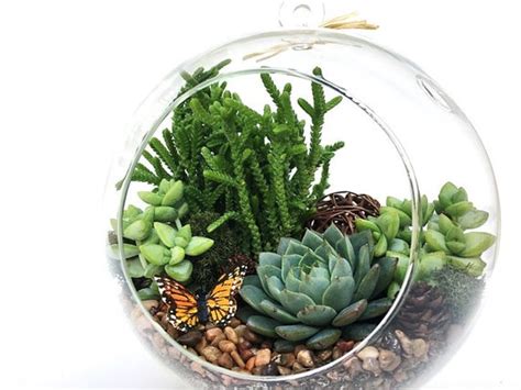 If you water it to much it will turn yellow. Why You Should Not Plant Succulents in a Terrarium ...