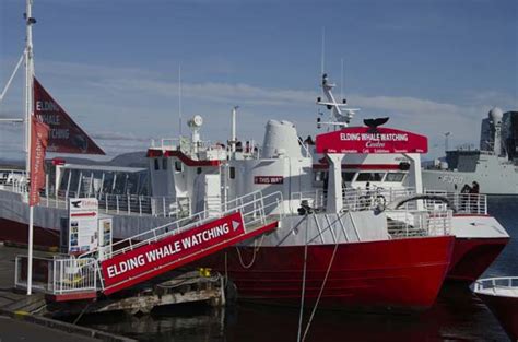 Whale watching in Reykjavik: one of the best tours in Reykjavik