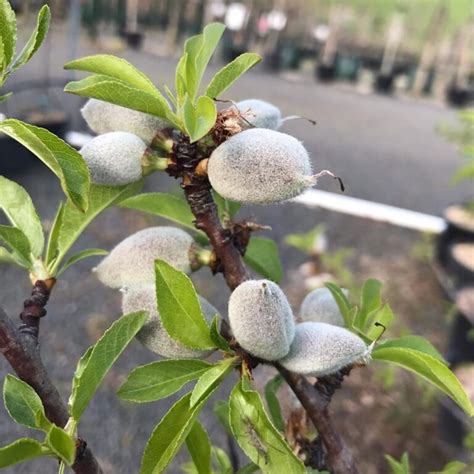 Prunus All In One™ Almond Tree Hello Hello Plants