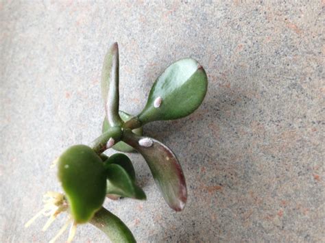 Here are seven methods for controlling mealybugs on your houseplants. The Fluffy Killer: Treating Mealybugs | Leaf and Paw