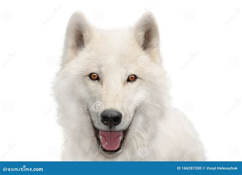 Polar Wolf Portrait Isolated On White Stock Photo Image Of Background
