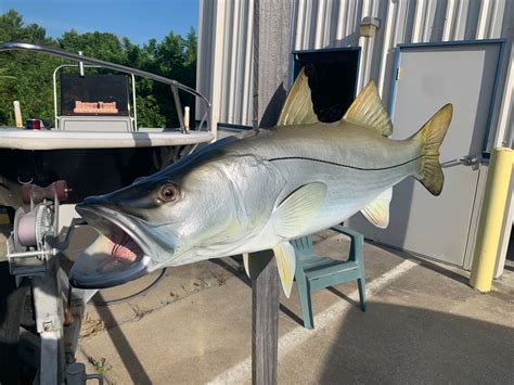 Two 44 Inch Snook Fish Mount Production Proofs Invoice 21767 Mount