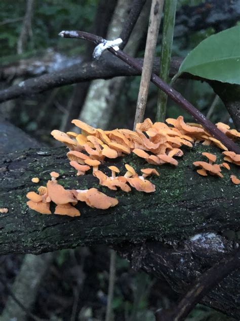 Orange Pore Fungus From Clark Street Khandallah Wellington Nz On