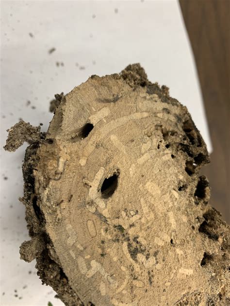In arizona we basically have two types of termites: MEDIA & AG | Urban Medical Entomology