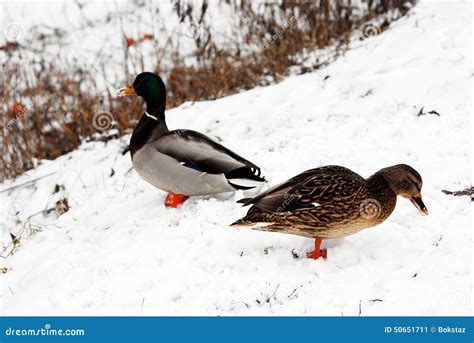 Two Ducks In The Winter On The Snow Stock Image Image Of Colorful