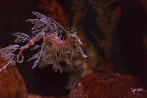 Leafy Seadragon Phycodurus Eques Stock Photo Download Image Now
