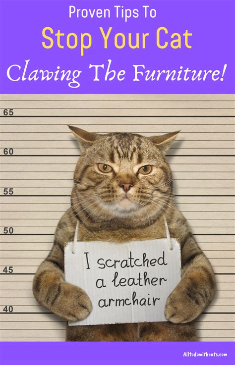 How To Stop Cats From Scratching The Furniture In Your Home Bad Cats