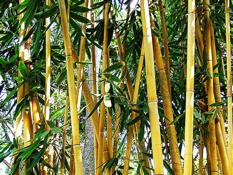Bamboo Shrub Leaves · Free Photo On Pixabay