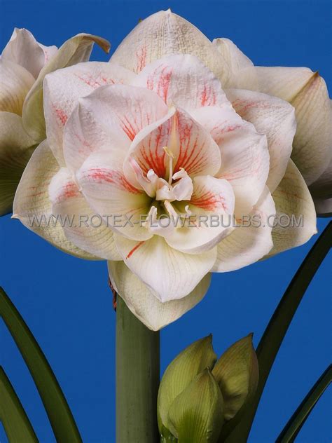 Hippeastrum Amaryllis Unique Double Flowering ‘nymph‘ 3436 Cm 6 P