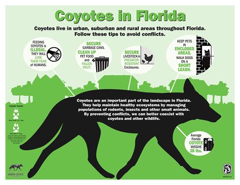 Coyote Sightings Dania Beach Florida