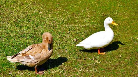 The breed was brought to. Best American Pekin Duck Stock Photos, Pictures & Royalty ...