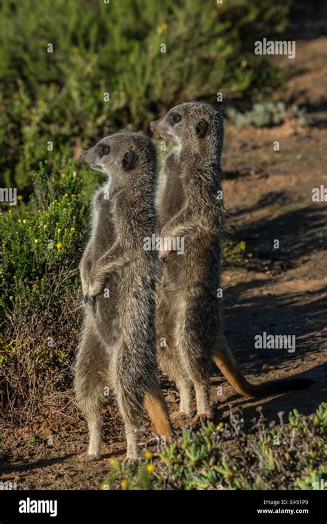 Carnivores Of Western Cape Hi Res Stock Photography And Images Alamy